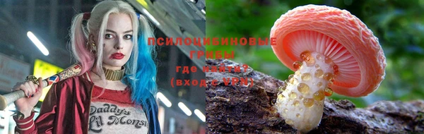 стаф Новокубанск