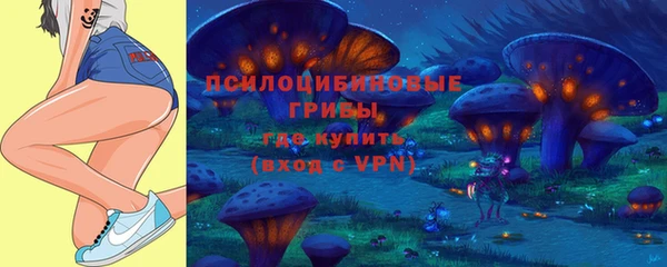 стаф Новокубанск